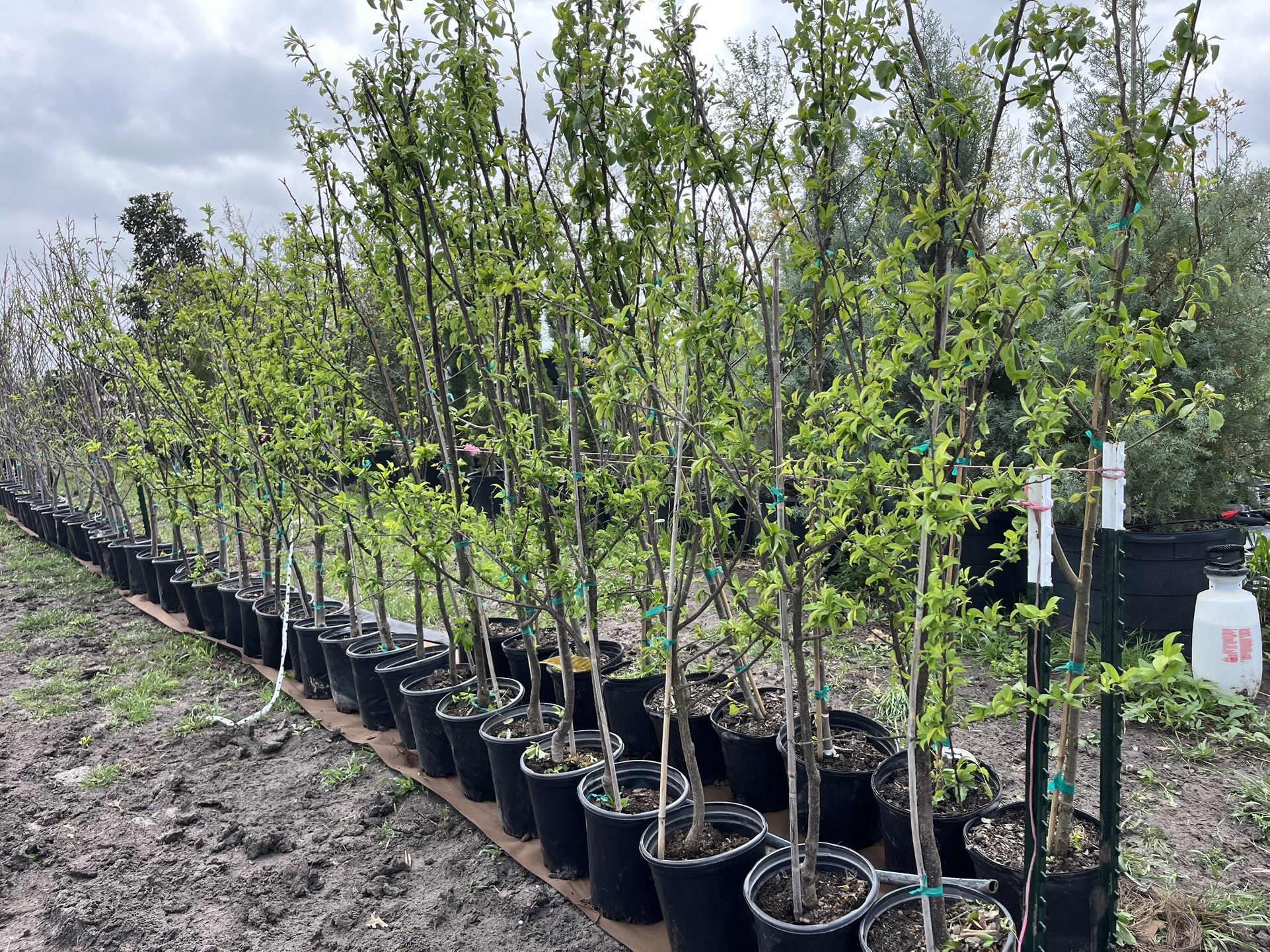 Plum And Pear 28$ Each 