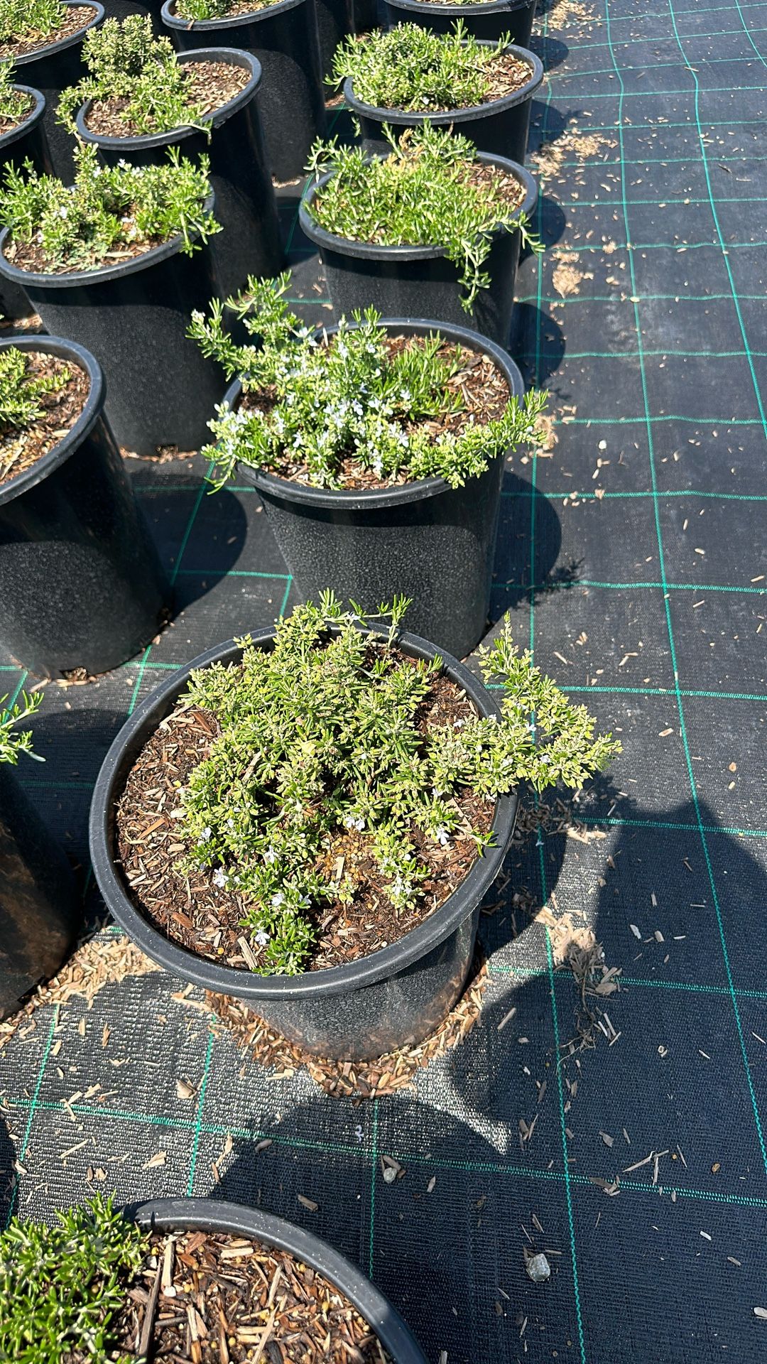 5-Gallon Rosemary ‘Prostratus’ (Ground Cover) - $8 Each