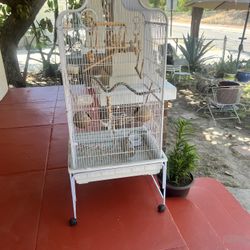Bird Cage 