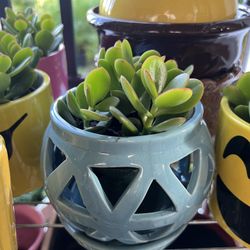 Crassula Jade In Ceramic & Emoji Pot. SPECIAL PRICE 🤩