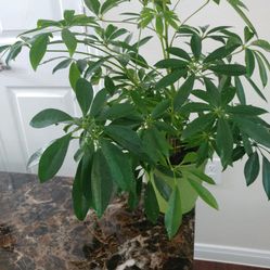 Umbrella Plant