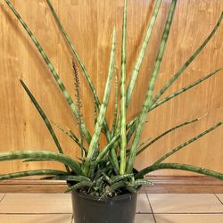 Blooming  Sansevieria