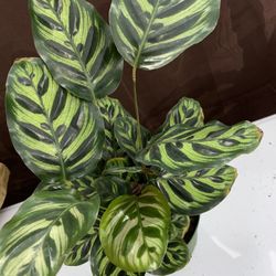 Calathea Peacock