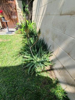 Aloe vera plant