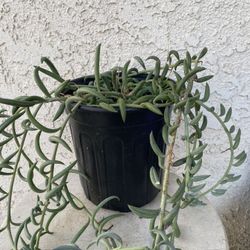 1 Gallon Pot Succulent Plant - String of Bananas - Curio Radicans - Creeping-Berry - Rooted & Established - Drought Resistant - 🪴 