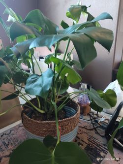Monstera