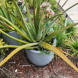 Large Aloe Vera Plant in Decorative Pot 🌿
