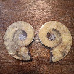 65 Million Yr. Old Gastropod Fossil