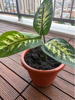 Home plant