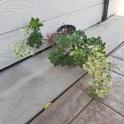 Potted Plant w/Blooming Flowers Currently (5/7/25)