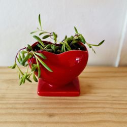 Brand New Pink Or Red Vase With Succulent 