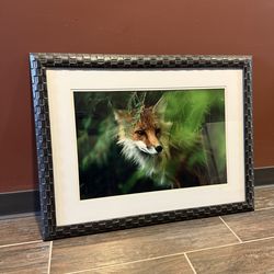 Framed Photograph - Red Fox in Bushes