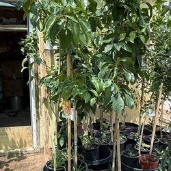Ruby Red Grapefruit Trees In 15 Gallon 6F The Tall $125 Each Price Firm 