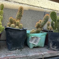 Cactus