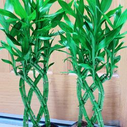 Beautiful Lucky Bamboo 🪴$25 each