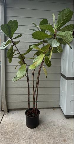 Large Fiddle Leaf Fig Tree in Pot