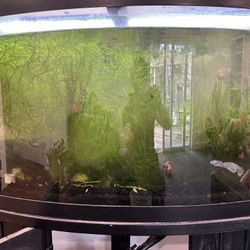 Bow front fish tank, Cascade 1000 canister filter, live plants