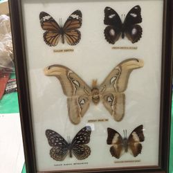 Butterfly Taxidermy Entomology Display Cases