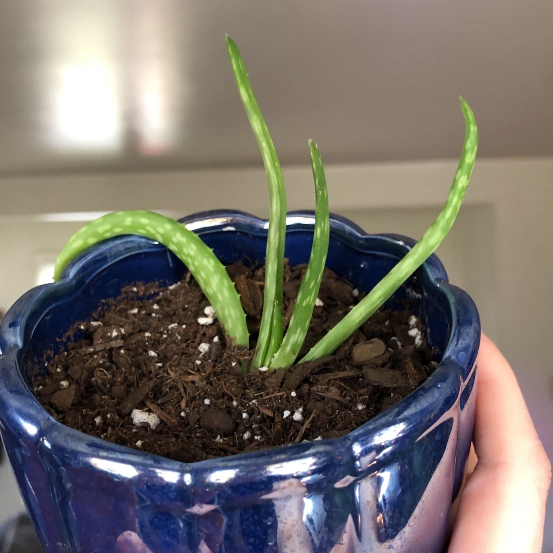 Aloe plants