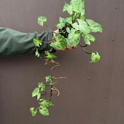 4” syngonium batik 