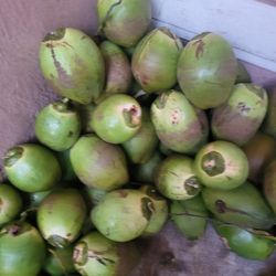 Fresh Large Green Coconuts