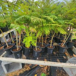 Jacaranda Trees 1gallon 3ft Tall Florean Morado