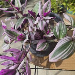 Tradescantia Nanook