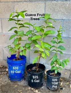 Various Healthy Tropical Guava Fruits Tree (Read Descr as Price Marked)