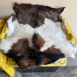 Goat Fur, Kangaroo Fur, and 2 Lamb Furs 