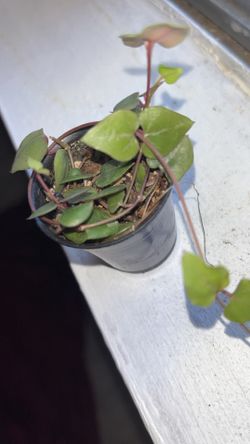 String Of Hearts