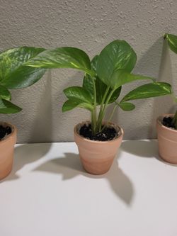 Lots of Pothos WhiteYellow $3.99 Each.