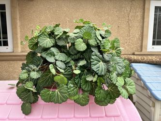 Artificial Plant Decor