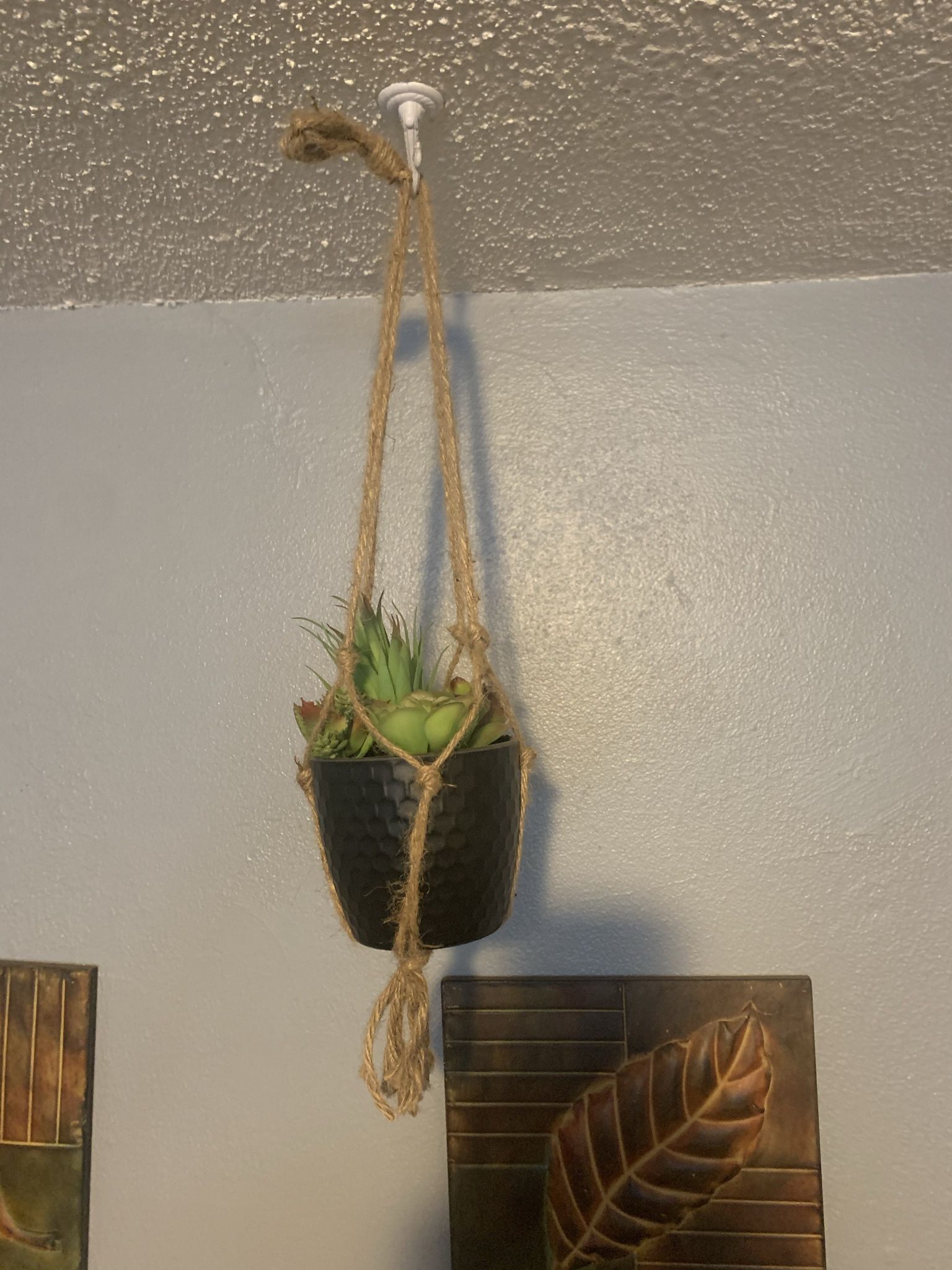 Decorative hanging Plants