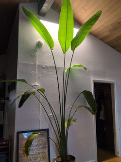 Birds of Paradise Plant and others