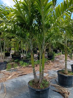 Christmas Palms instant privacy hedge for fence
