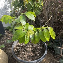 Rare Ice Cream Plant In 15 gal Container 