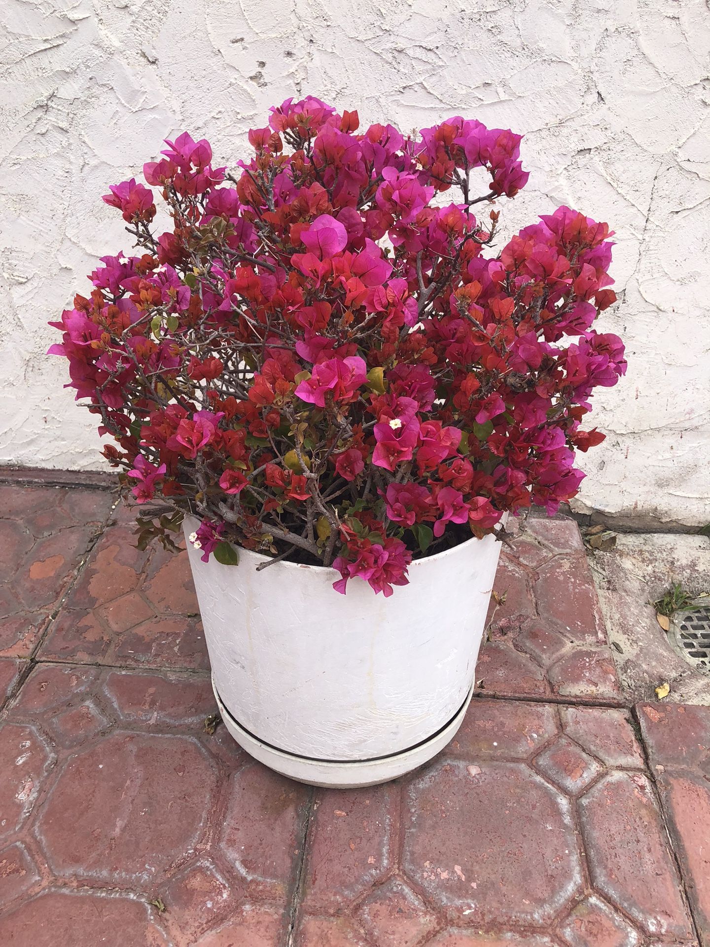 Flower pot with plant