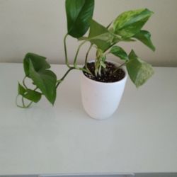 Photos Plant In White Ceramic Pot $7