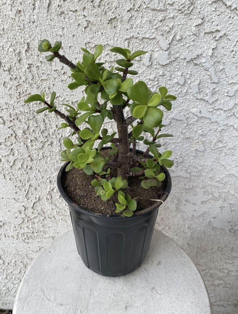 1 Gallon Pot Succulent Plant - Portulacaria Afra - Elephant Bush - Drought Resistant - Rooted & Established - Great for Landscaping 🪴