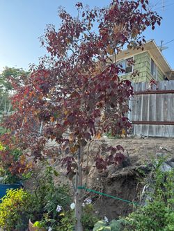 Trees for sale!