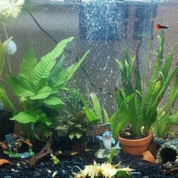 Decoration For Aquariums 