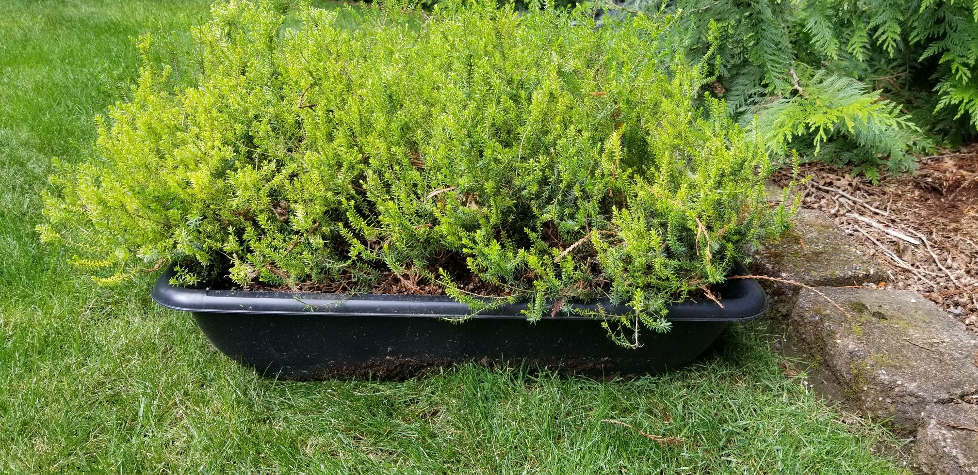 Heather plants