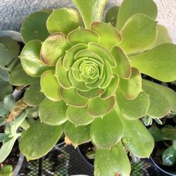 Succulents 1 Each