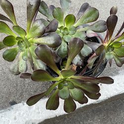 Beautiful  Aeonium 