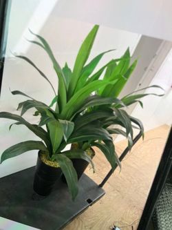 Fake plants