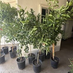 Tangerine 🍊 Freemont Trees They already have a lot of fruit 5F $60 Each Price Firm