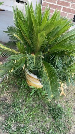 SAGO PALM TREE