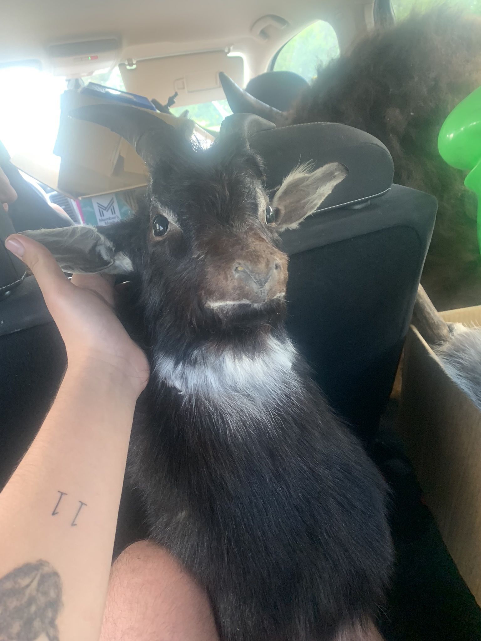 Taxidermy Goat Head!! $200!!