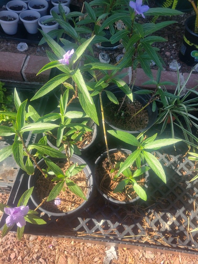 Mexican Petunia Purple Flowers
