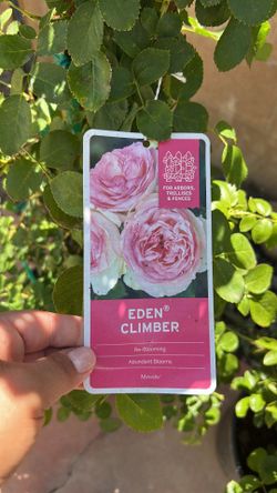 Eden climbing rose “meiviolin”